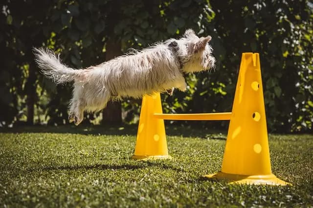 Top Basketball Training Hurdles: Your Buying Guide